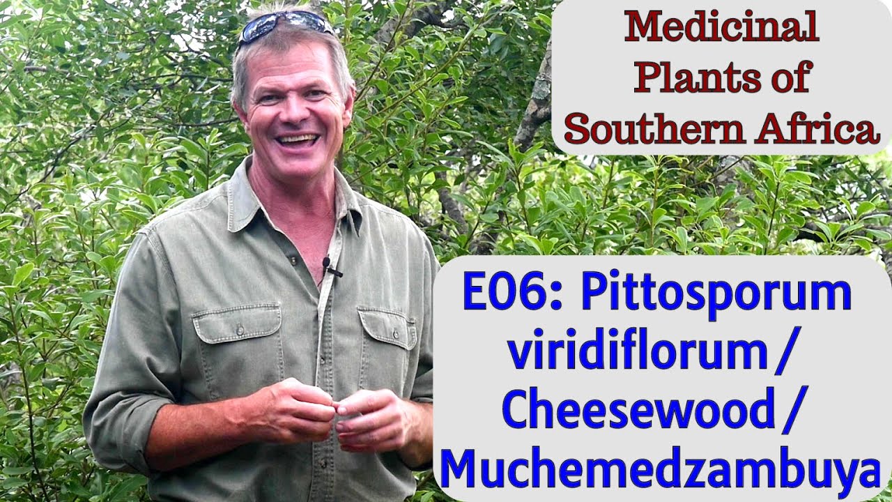 Medicinal Plants of Southern Africa E06: Pittosporum viridiflorum/Cheesewood/Muchemedzambuya