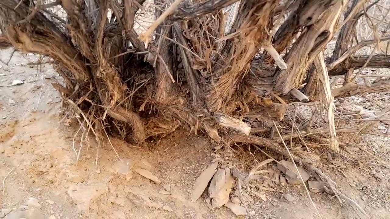 کوه گردی و درختچه سیلبی؛ برای ترویج مجدد درختان و درختچه های کوهی باهم تلاش کنیم.