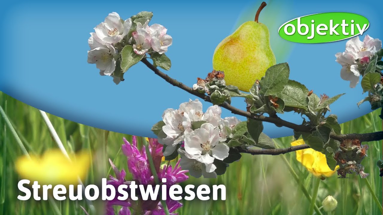 Tipps zu Streuobstwiesen