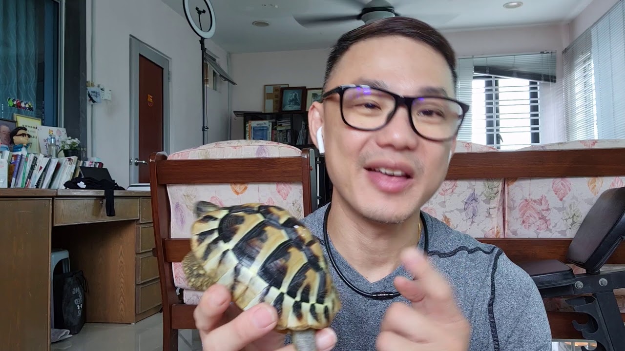 我家陆龟老大阿曼～赫曼陆龟