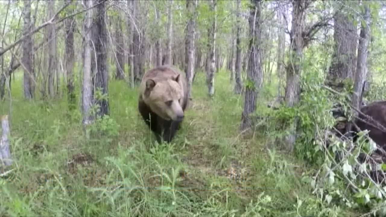 Grizzly bear euthanized after sustaining traumatic injuries in a fall