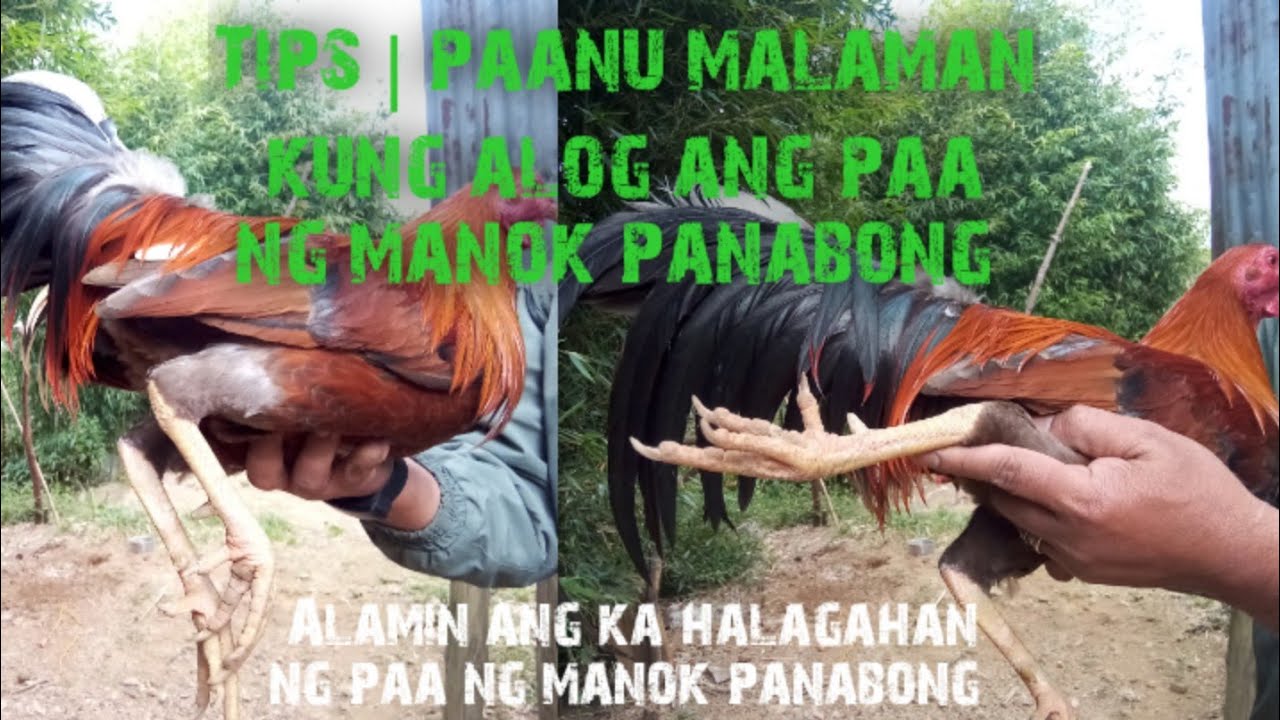 Tips | paanu malaman kung alog ang paa ng manok panabong