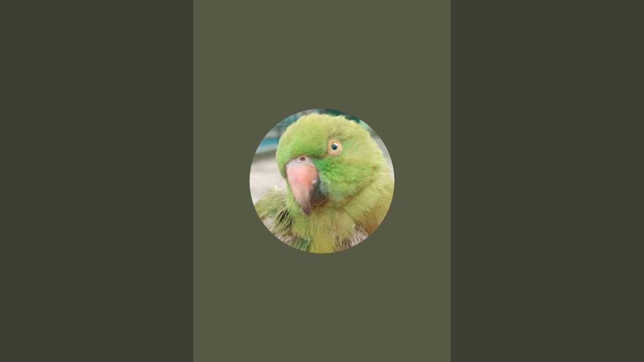mithi parrot ki duniya  is live