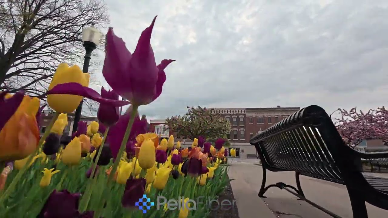Tulip Time is coming right up!