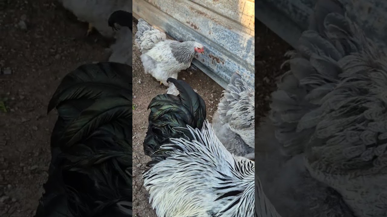 Un trio de brahma para trabajar un color nuevo !