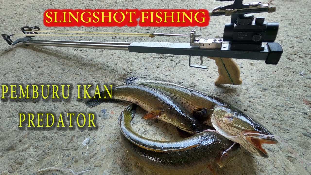 PASER MANIA!! Berburu Ikan  Predator Disungai Taiwan || slingshot fish || paser ikan rakitan