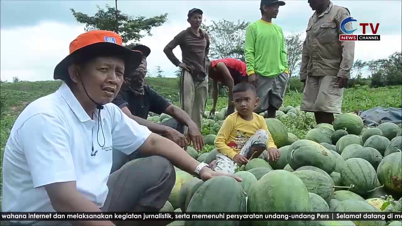 Budidayakan Semangka, Ini Curhatan Petani di Lampung Timur