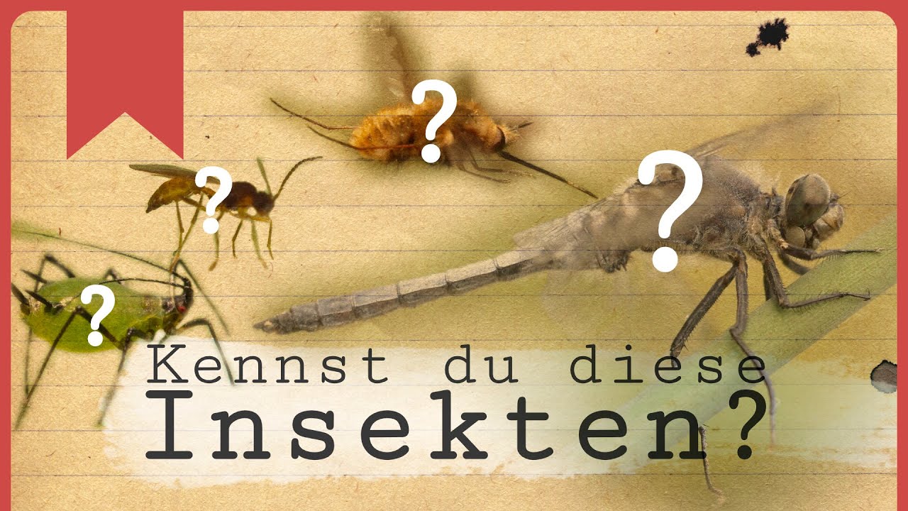 5 spannende Insekten vor deiner Haustür