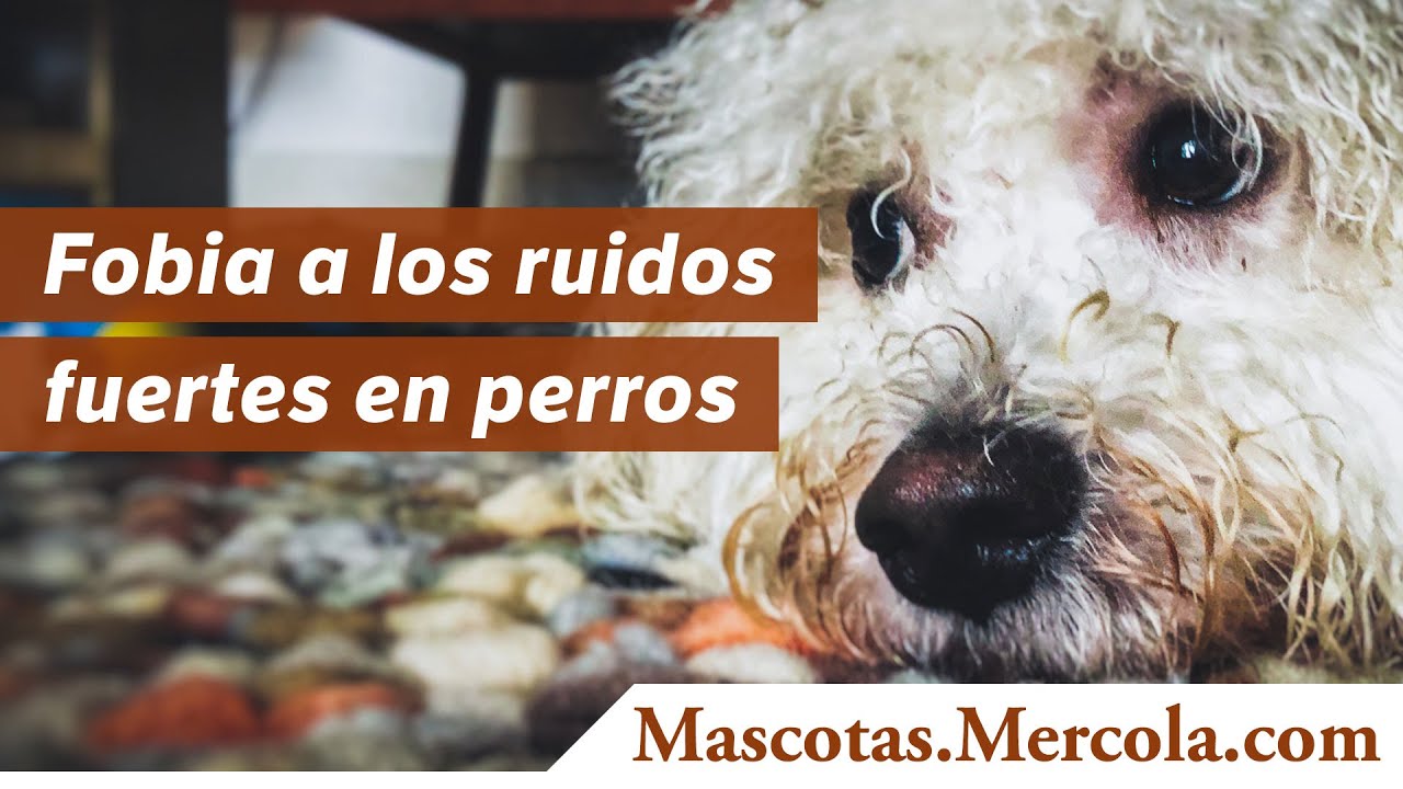 Fobia a los ruidos fuertes en perros