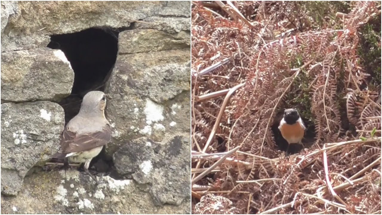 bird nesting walk.
