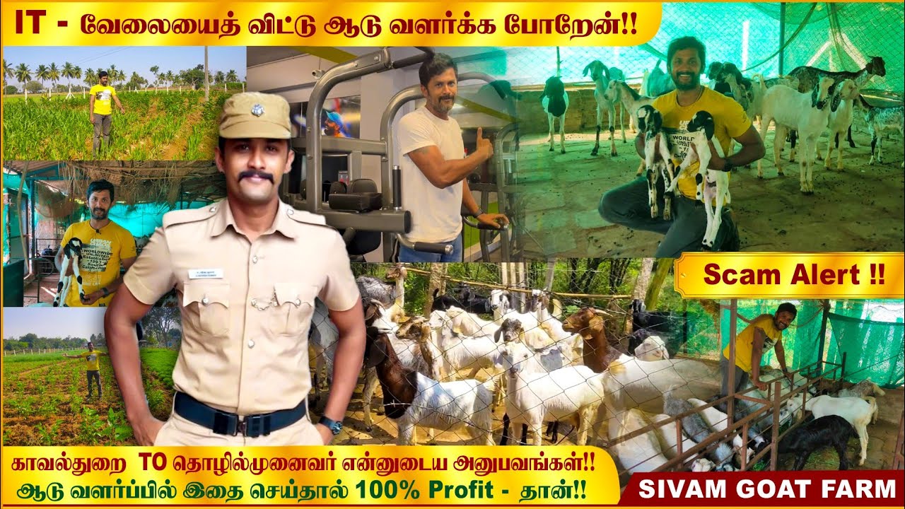 ஆடு வளர்ப்பு தொழிலில் உண்மையில் என்ன நடக்கிறது!? | என்ன பண்ணா -  Success!!!