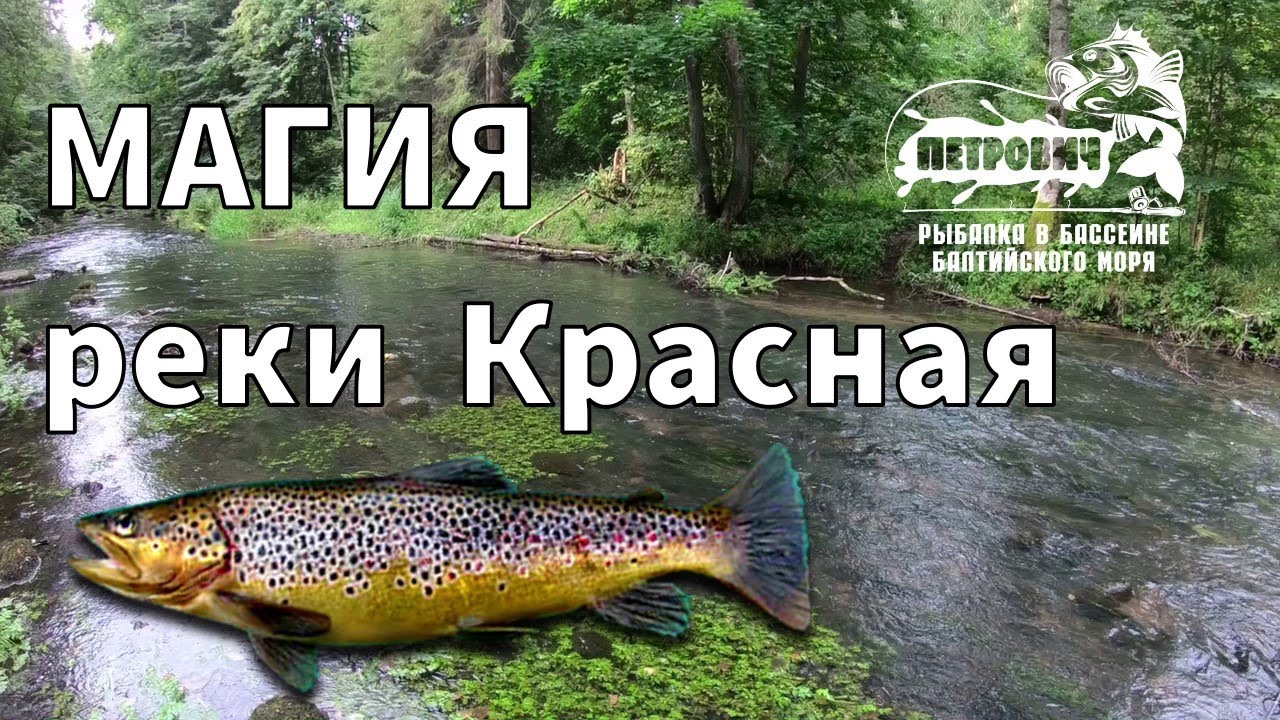 VLOG: Форель. Необычность. Река 