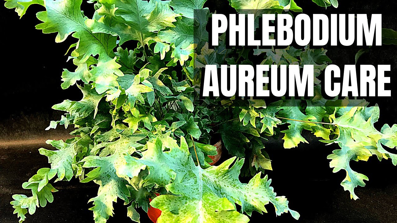 Уход за папоротником Phlebodium Aureum Blue Star