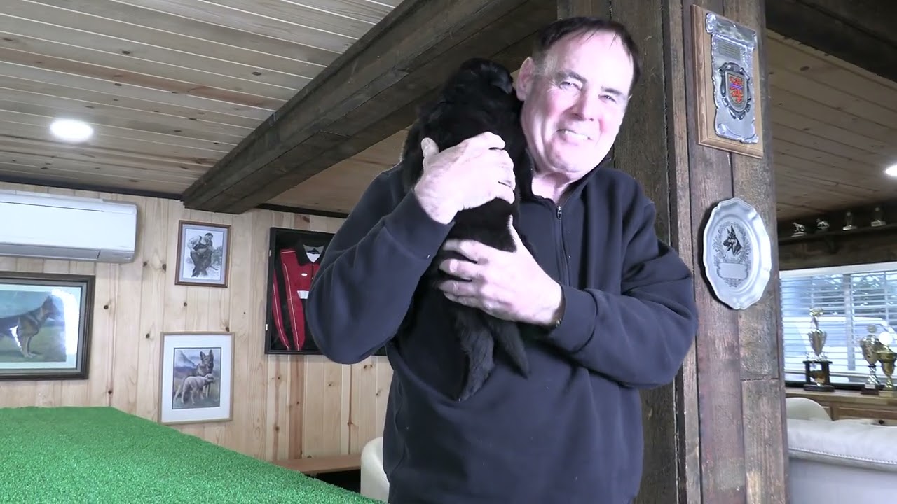 Can A Puppy’s Behavior Tell You About Their Future? Kraftwork K9 Pro German Shepherds