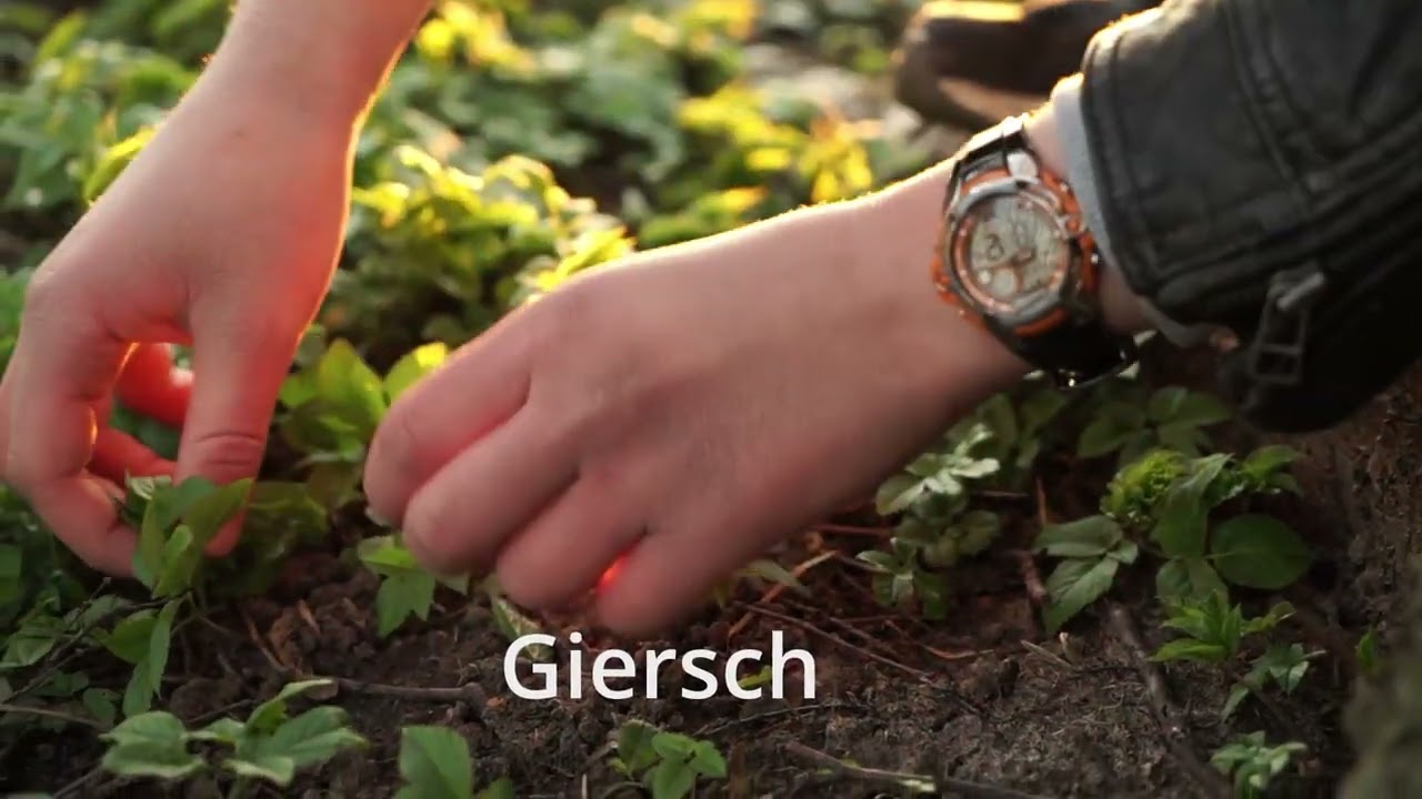 Naturfilmer Bremen: Essbare Pflanzen