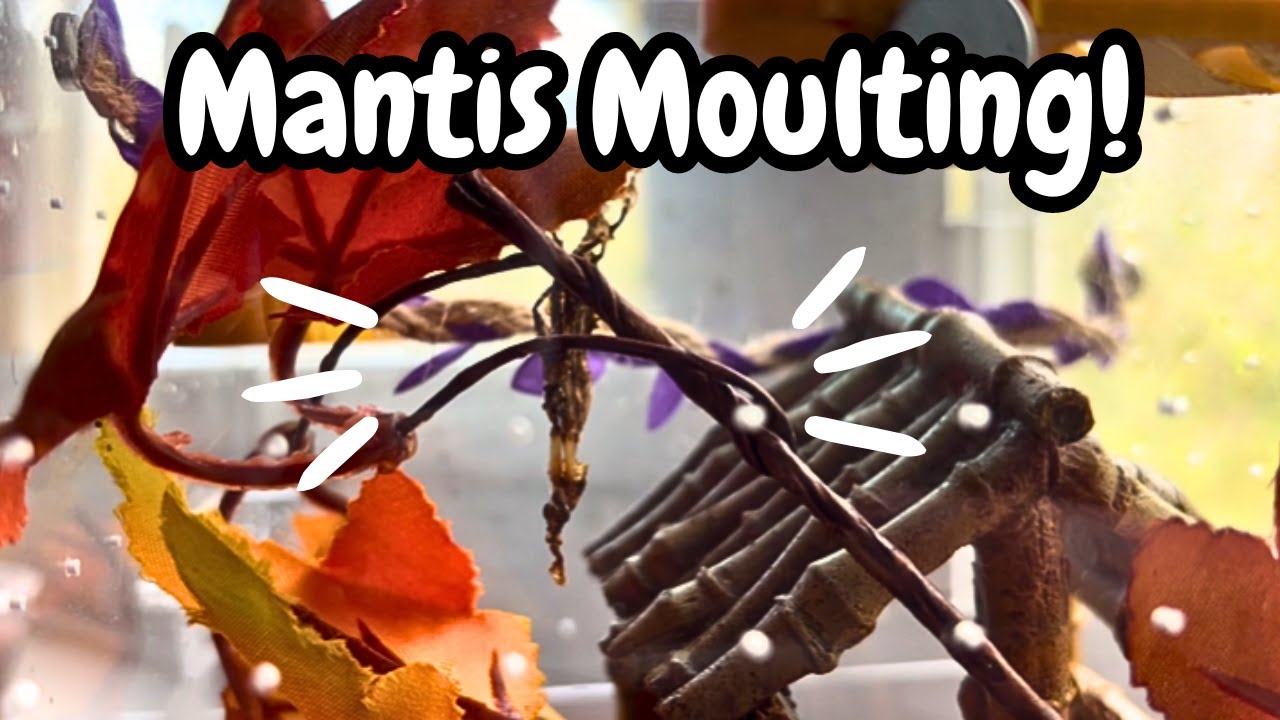 Mantis Moulting | Tips To Help Your Praying Mantis Moult | Spooderpods