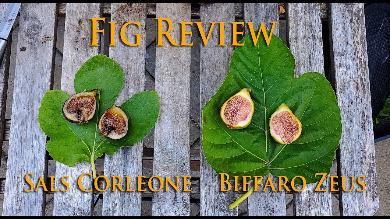 Fig Review : Sals Corleone and Biffaro Zeus Brebas