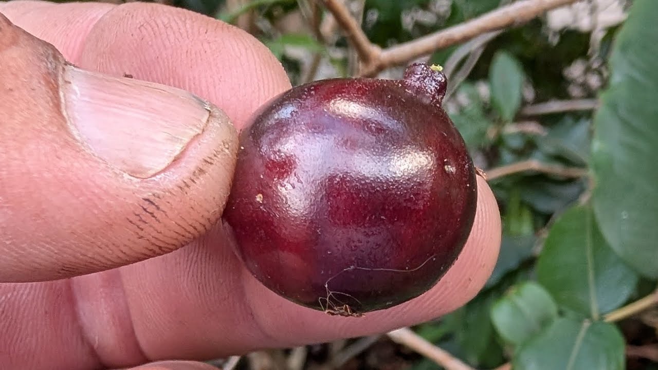 Giant red diamond jaboticaba fruit and taste test, plus some other jaboticaba updates.