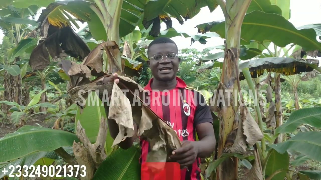 Amazing Uses Of Banana/Plantain Leaves