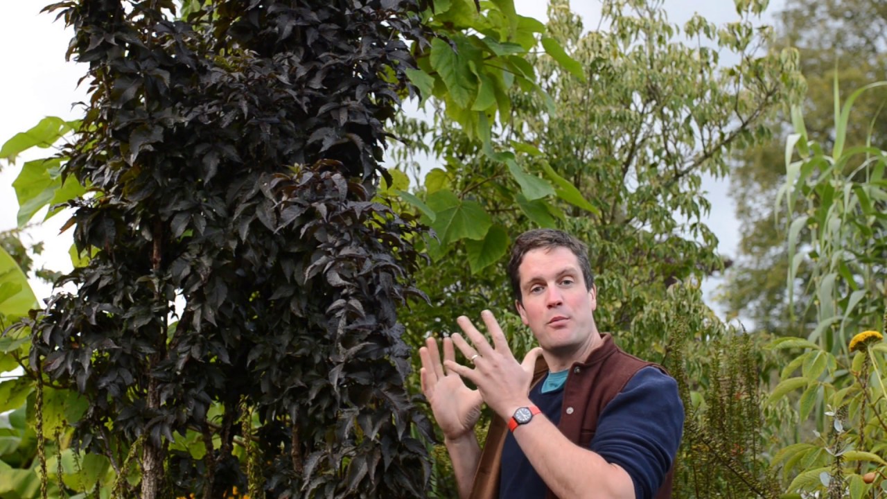 Easy to grow tall shrub: Sambucus 'Black Tower'