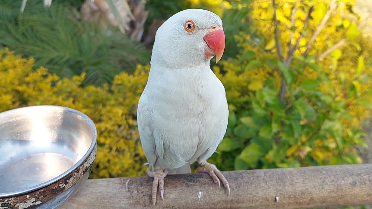 Amazing White Ringneck Parrot Chirping Loud