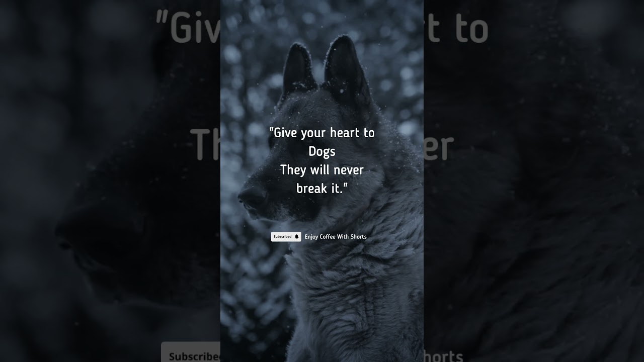 dogs love ❤🐕 motivational quotes | inspirational quotes 