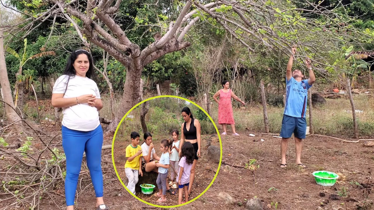 Cortando los jocotes de cosechamos.