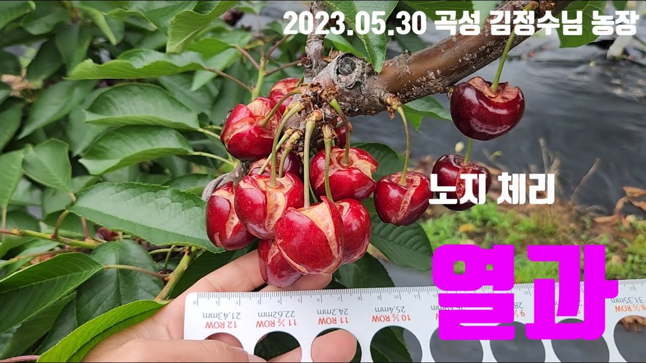 2023.05.30 체리열과_곡성 김정수님 농장