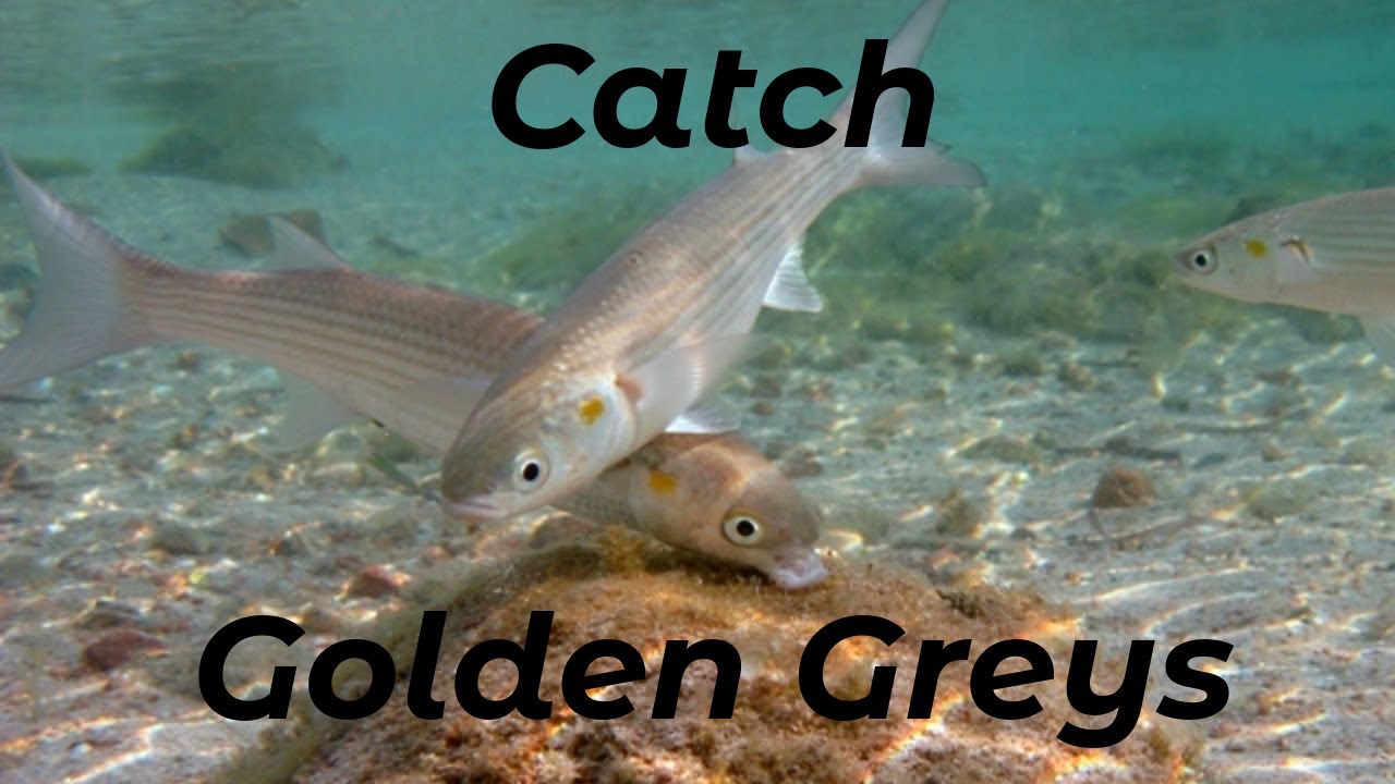 How To Catch Golden Grey Mullet (Shore Fishing UK and Europe) - Beginners And Improvers