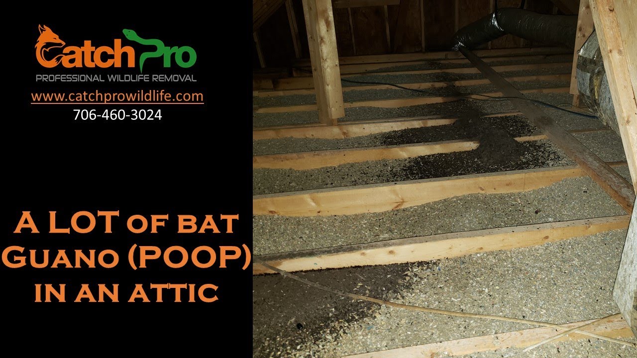 A Lot of Bat Guano (Poop) in an Attic - Eatonton - CatchPro Wildlife Removal