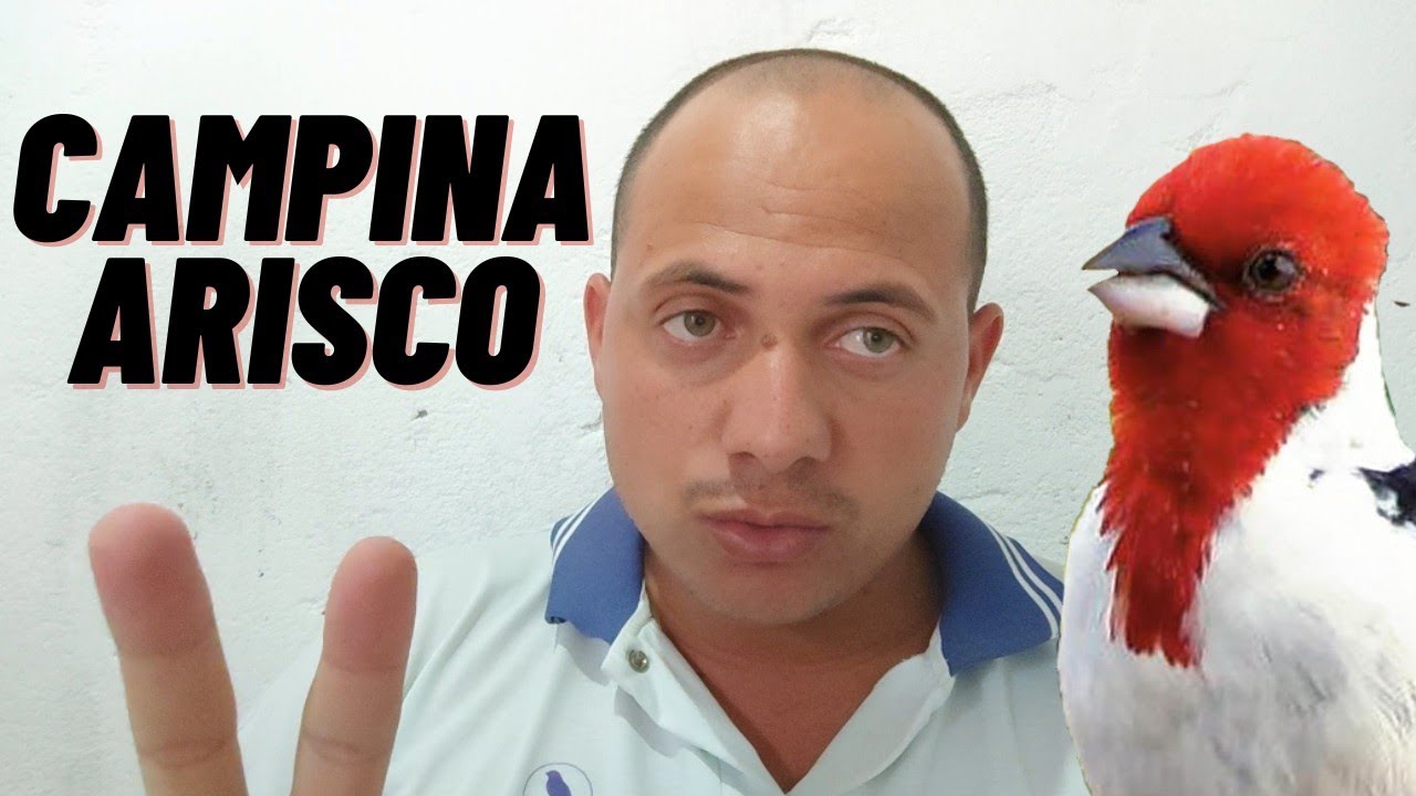 2 formas de fazer o galo de campina arisco cantar