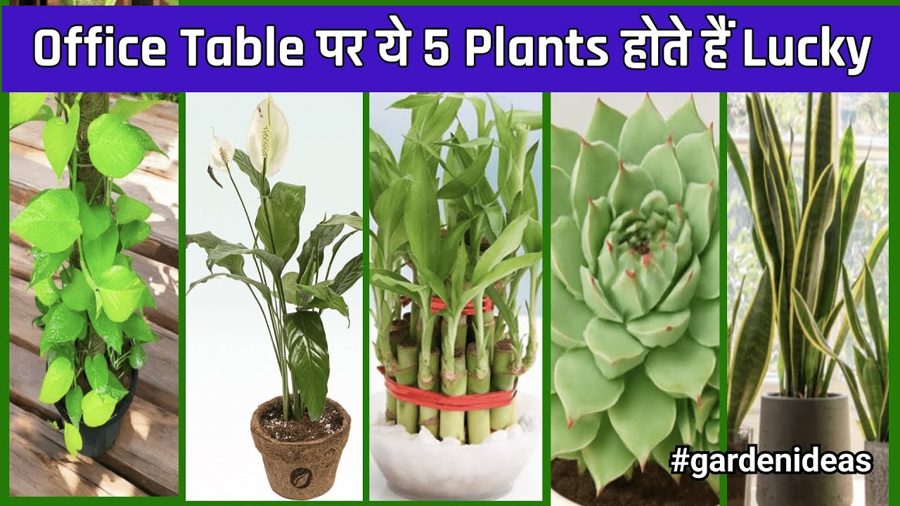 Office Table और बच्चों के Study Table पर जरूर रखिए ये Lucky Plants! #plantcommunication