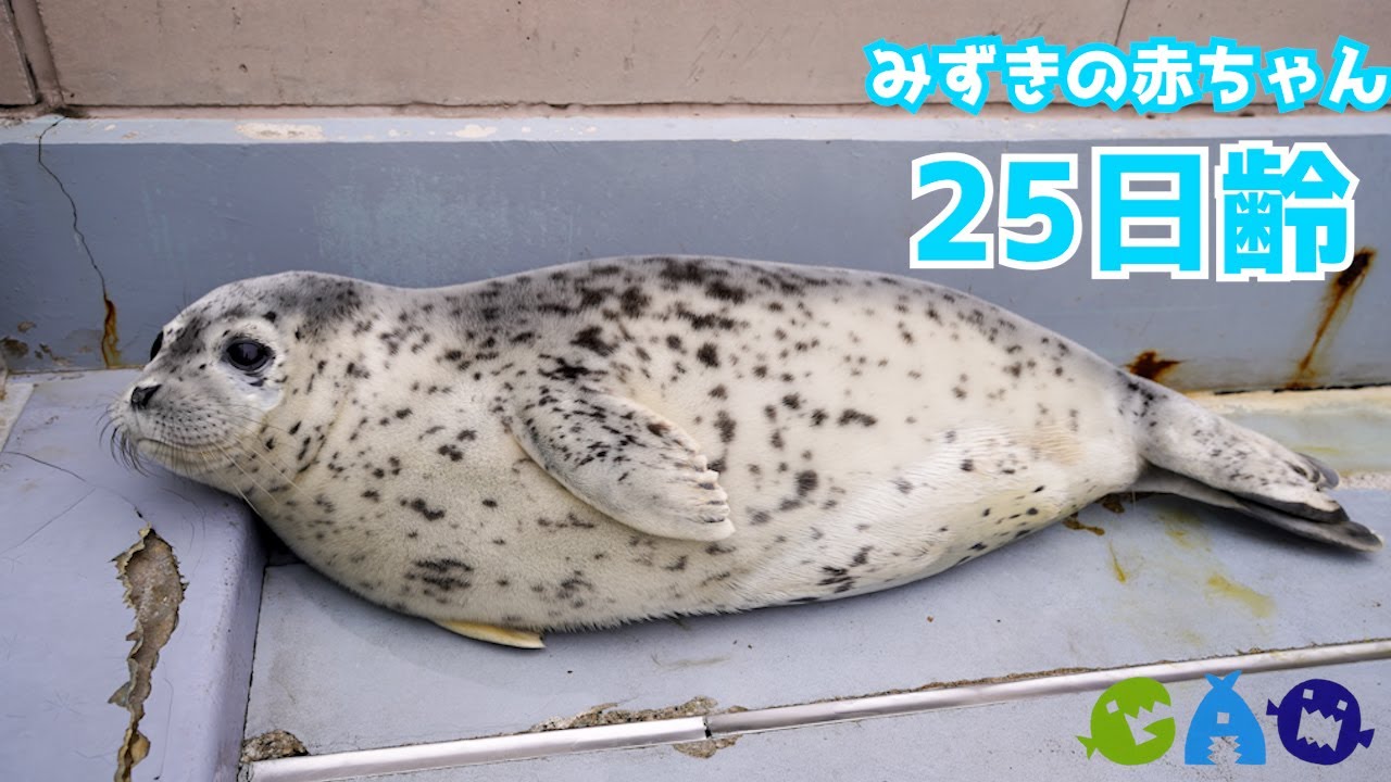 白い毛が抜けてゴマ模様になりました！【アザラシ成長記録14】