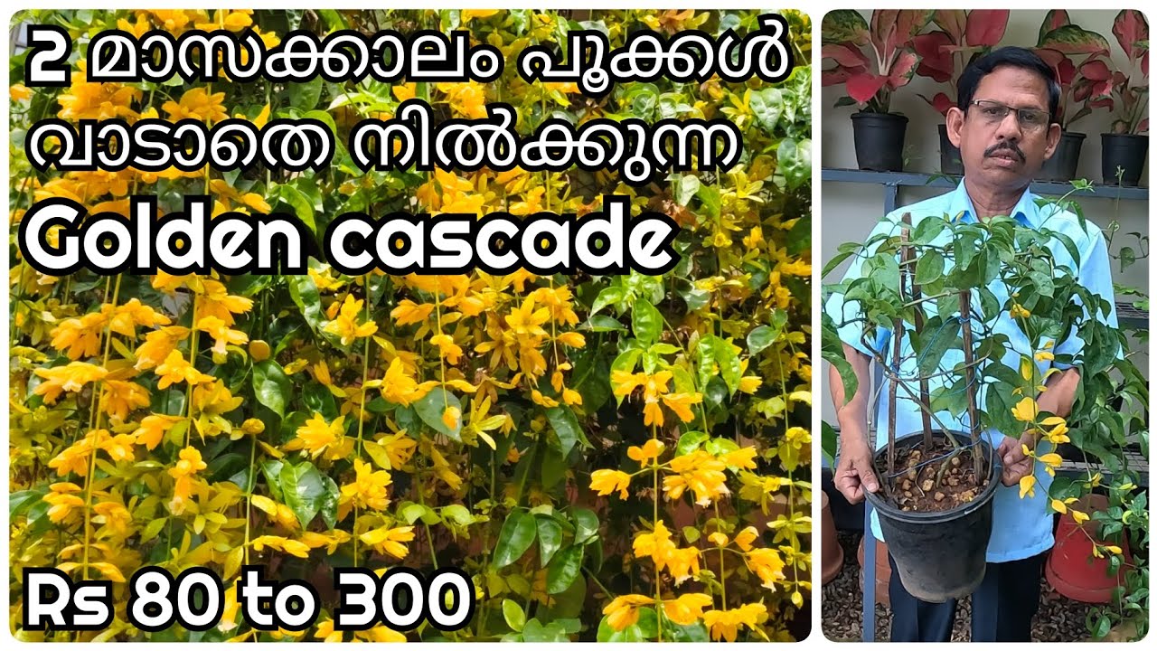 Golden cascade plants for sale | ഗോൾഡൻ കാസ്കേഡ്