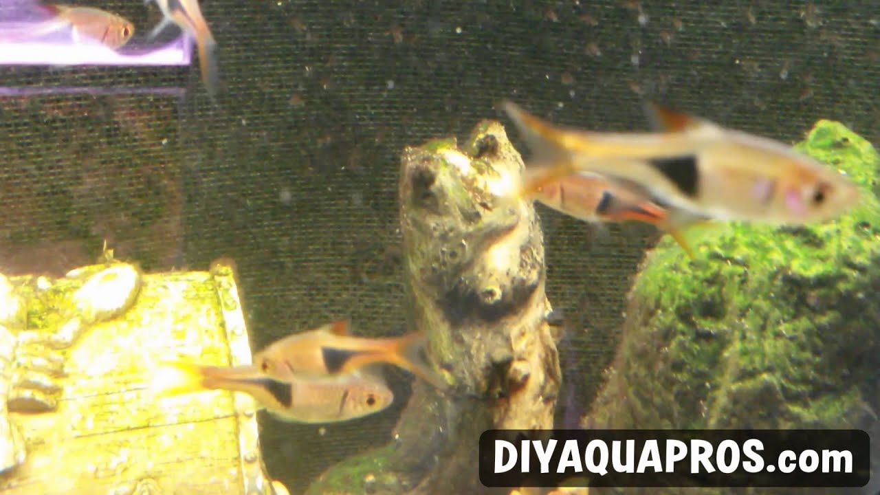 Harlequin Rasbora Fish Profile: Easy Freshwater Fish