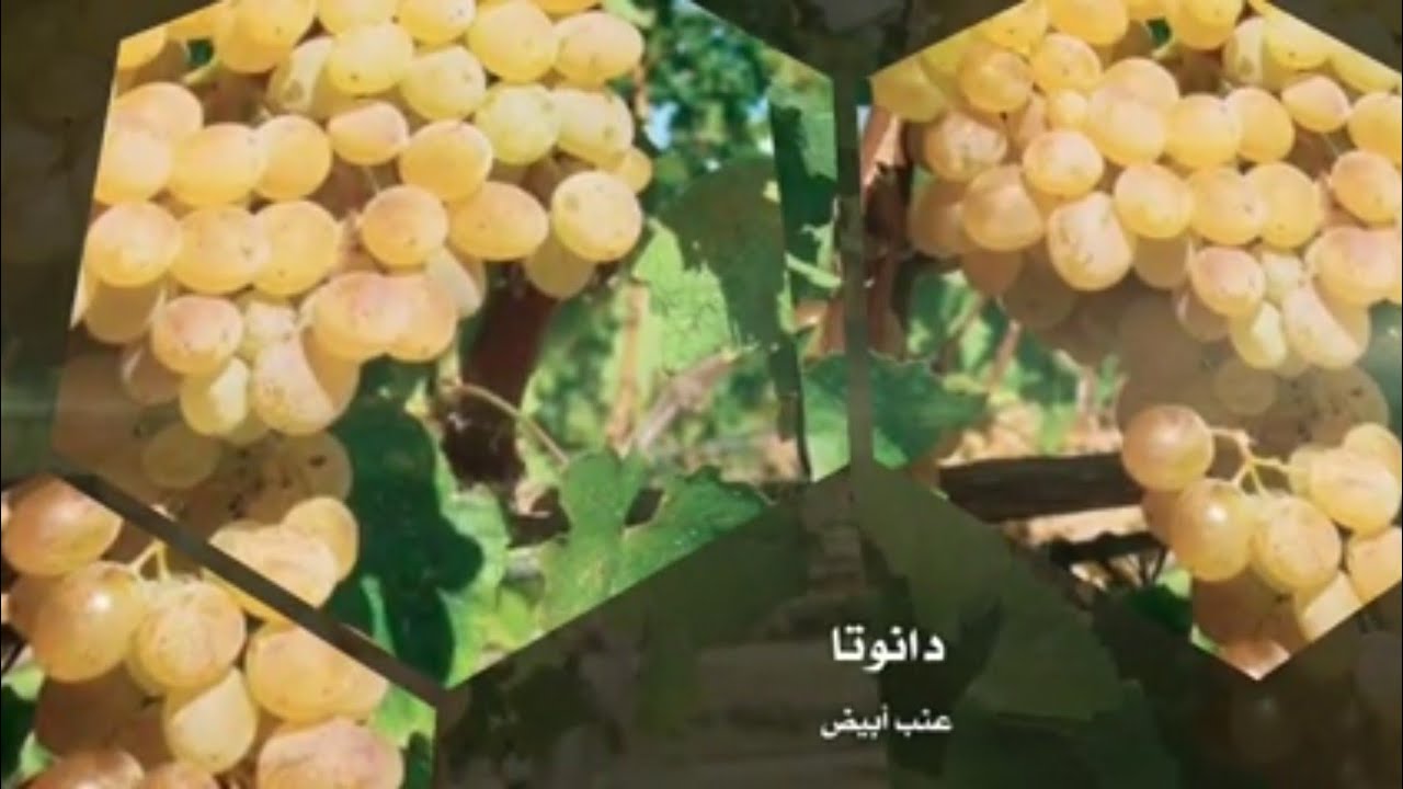 اصناف العنب 17: دانوتا عنب ابيض DANUTA