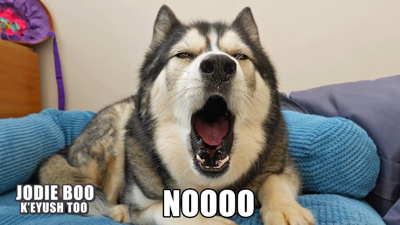 Husky Hits Himself in the HEAD! And Refuses to SIT!