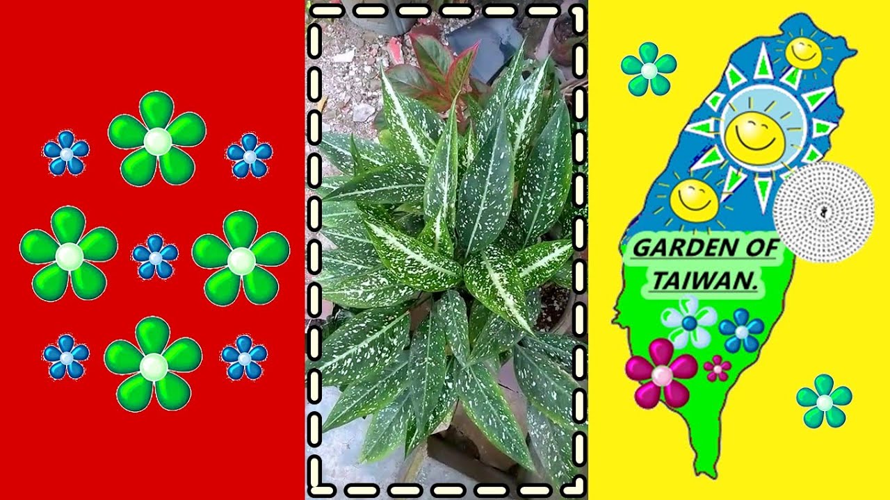 plantă cu pete albe; planta de bani