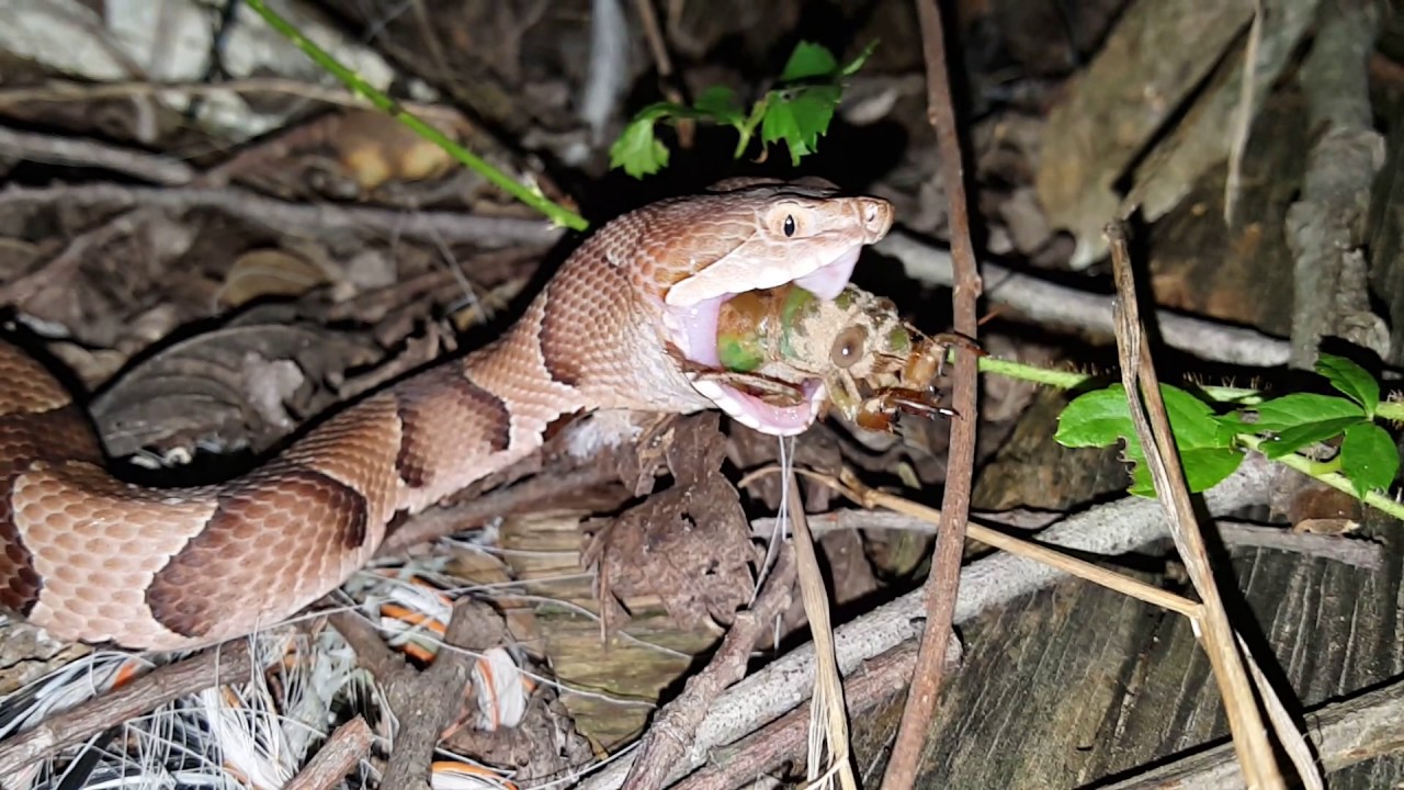 Southern Copperhead eating a Cicada Nymph.