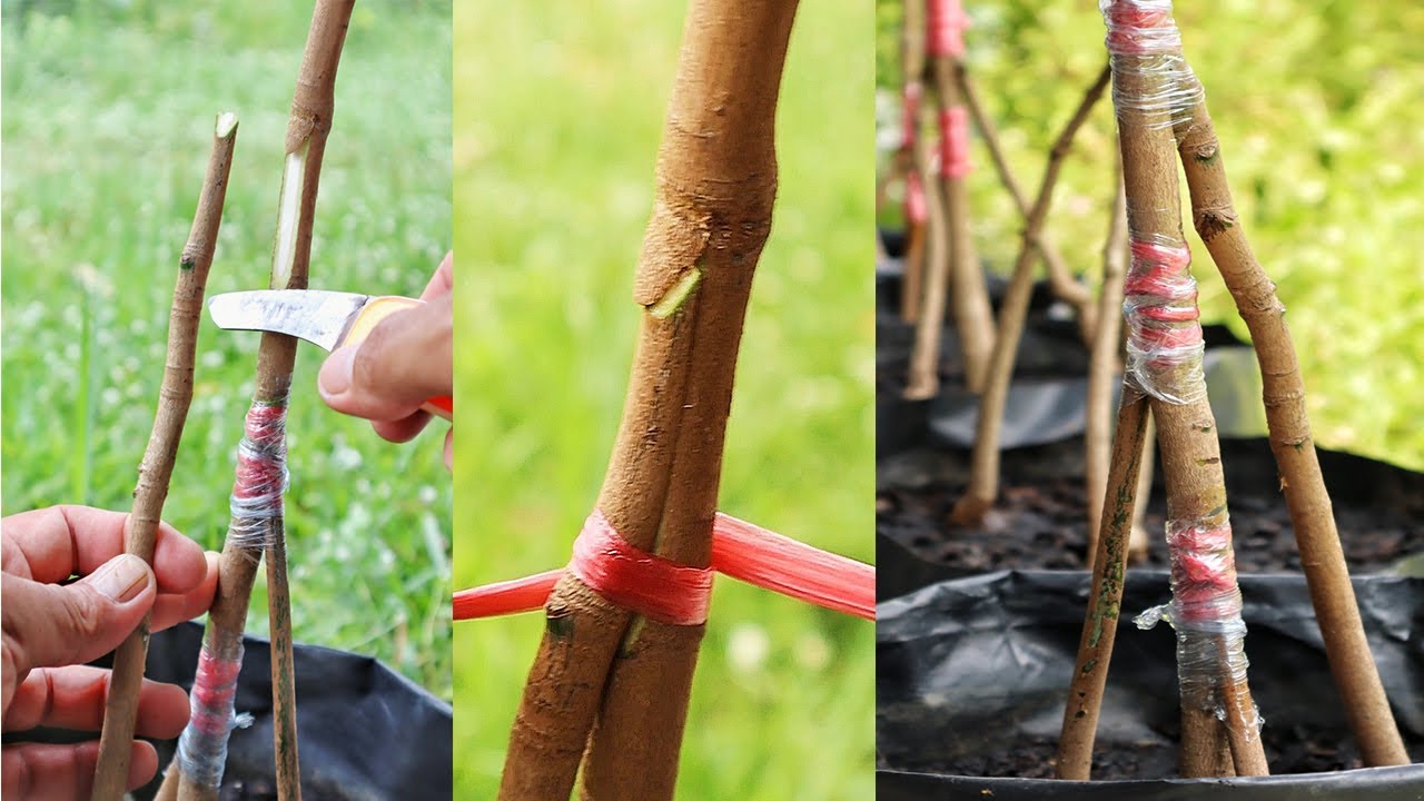 How to strengthen the roots of the mango tree with 3 roots. Do this for a strong mango tree.
