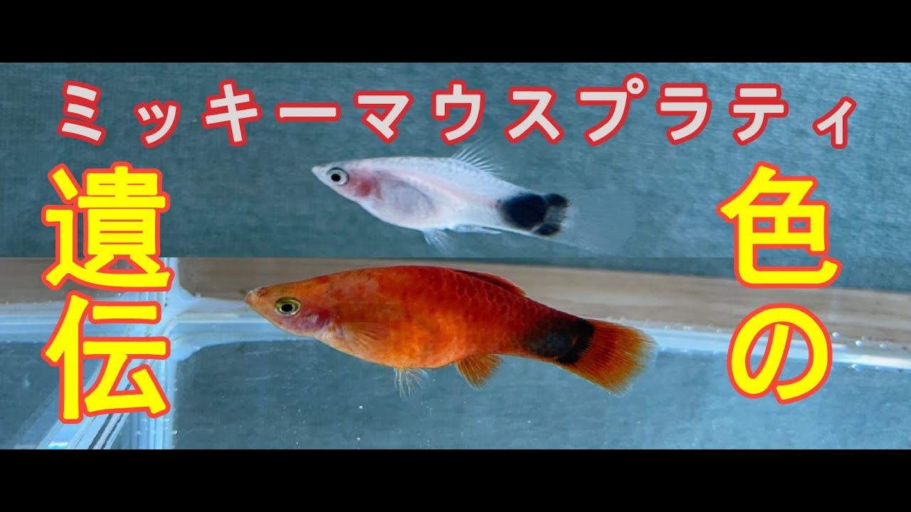 ミッキーマウスプラティ　稚魚の色は何になる？