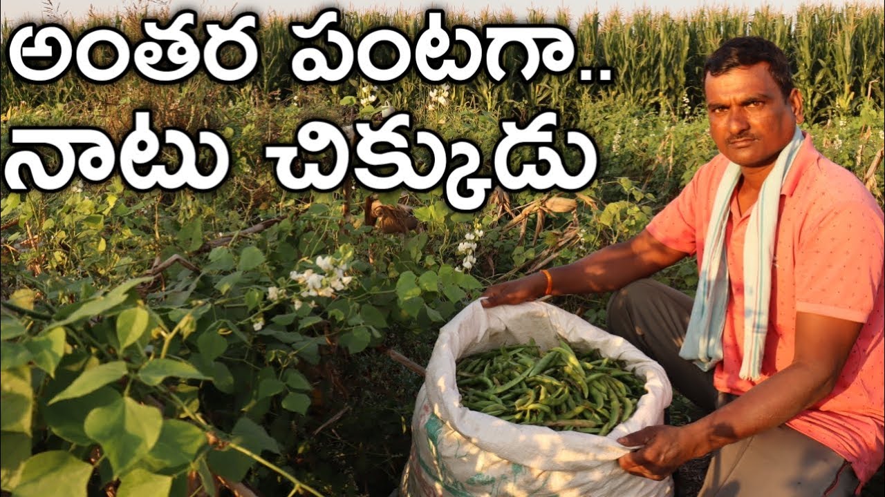 అరెకరంలో నాటు చిక్కుడు.. ఖర్చు 20 వేలు.. కష్టపడితే 2 లక్షలు మిగులు