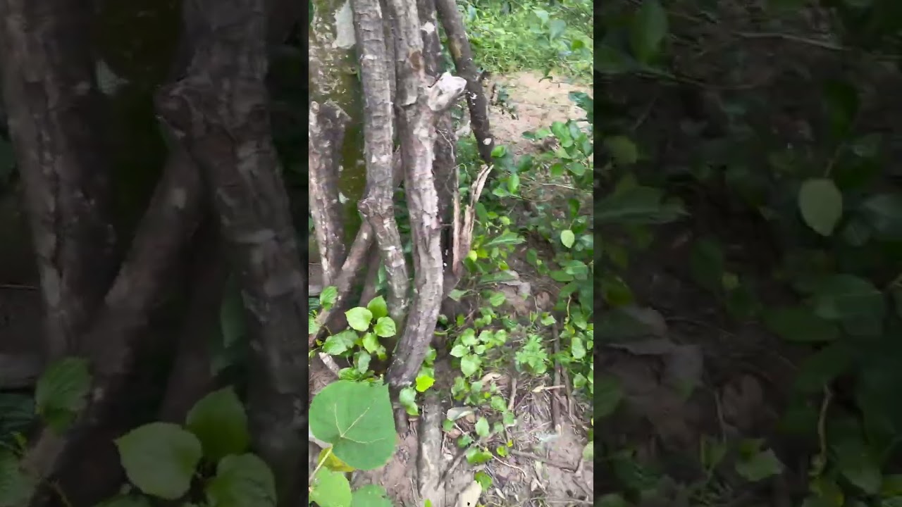 Vlog hái ớt chỉ thiên, về quê thật bình yên 😁