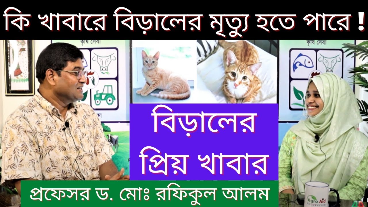কি খাবারে বিড়ালের মৃত্যু হতে পারে? বিড়ালের প্রিয় খাবার | Cat Foods | প্র. ড. মোঃ রফিকুল আলম #Agroaid
