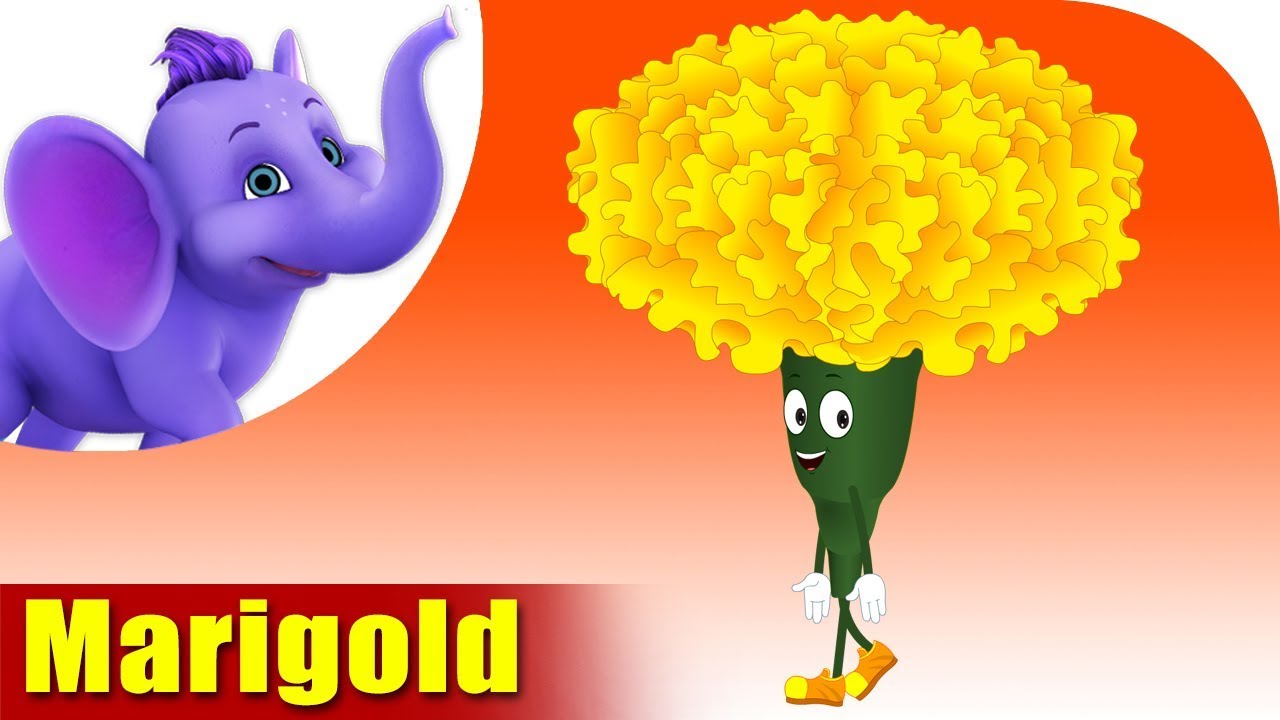 Marigold | Flower Song | 4K | Appu Series