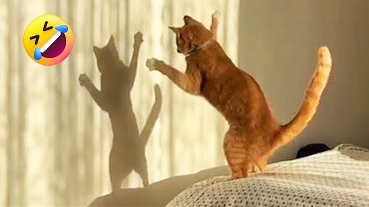 Эти животные заставят вас смеяться, как сумасшедший! 😆