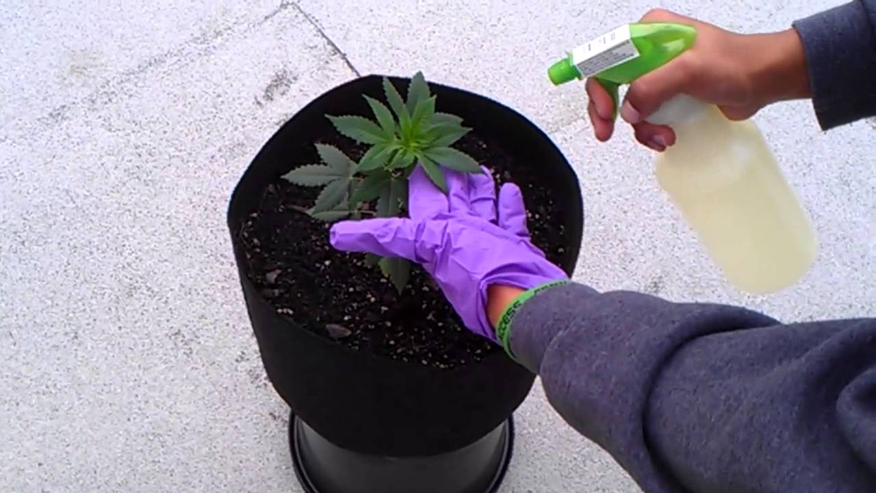 Indoor Grow Journal - The life of 7 White Widows (Outdoor prep) Pt.2