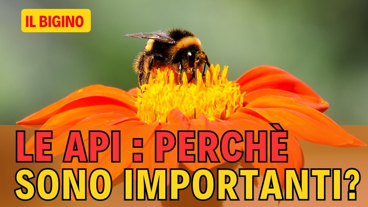 La Magia delle Api: Un Viaggio nel Mondo Ronzante e Vitale