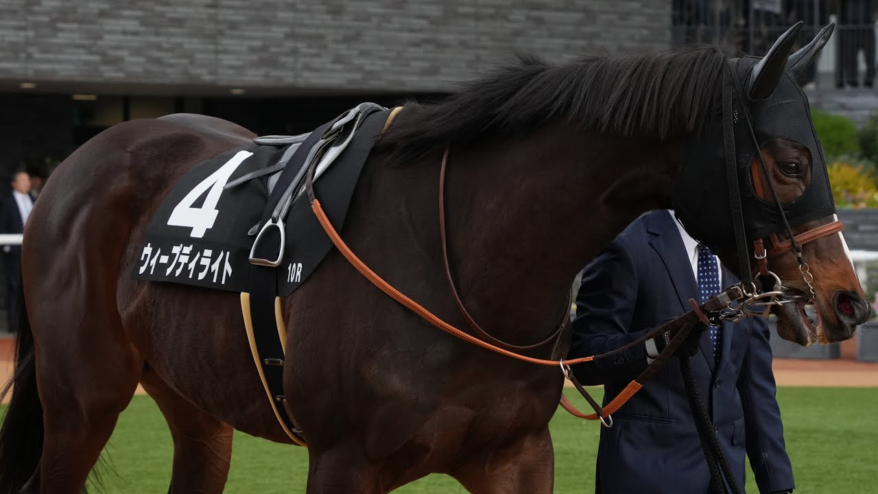 ウィープディライト　京都10R  八坂S　パドック、返し馬、スタート、ゴール