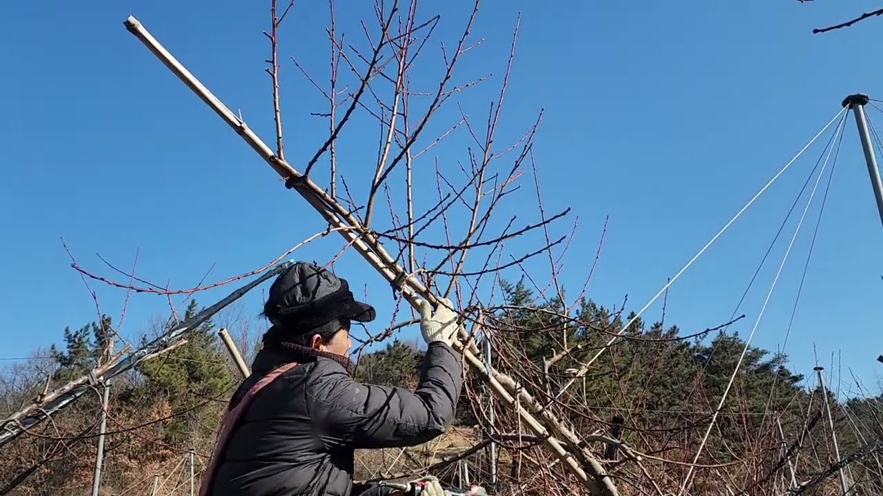 고수분이 알려주는 신비복숭아나무 전지 잘하는방법.나무 잘키우는방법.